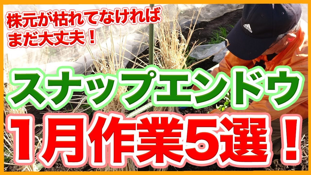 家庭菜園や農園でスナップエンドウ栽培の1月重要お世話５選！株元が枯れていなければ大丈夫！【農家直伝】/Cultivation Tips for Growing Snap Peas