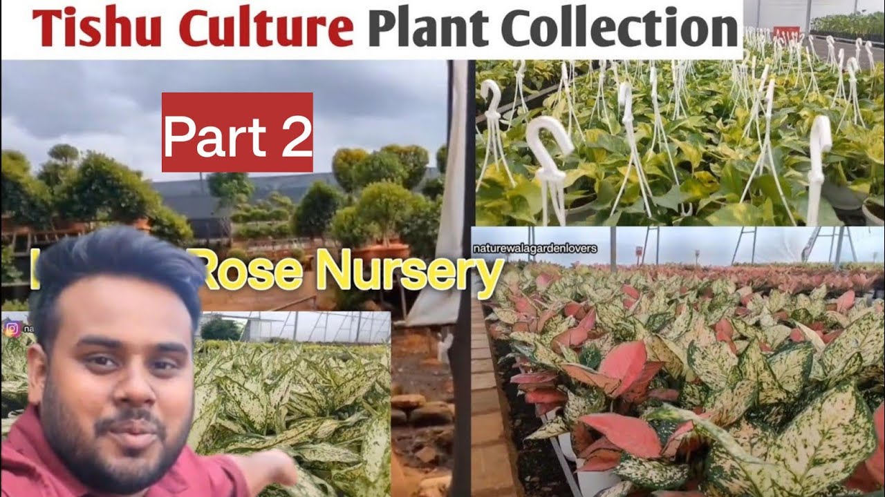 Tishu Culture Plant का सबसे बड़ा कलेक्शन | @kruparosenursery