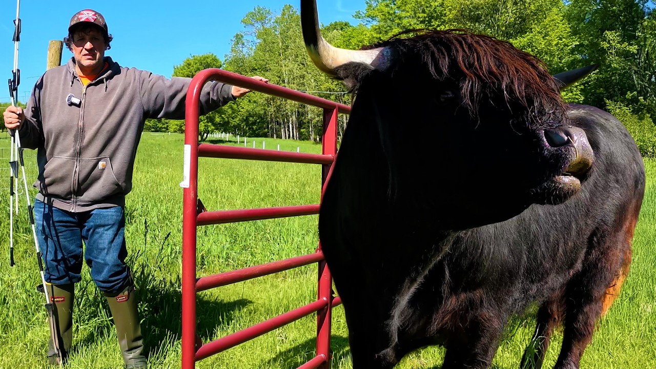 I Tried Moving My Bull&hellip; And Instantly Regretted It