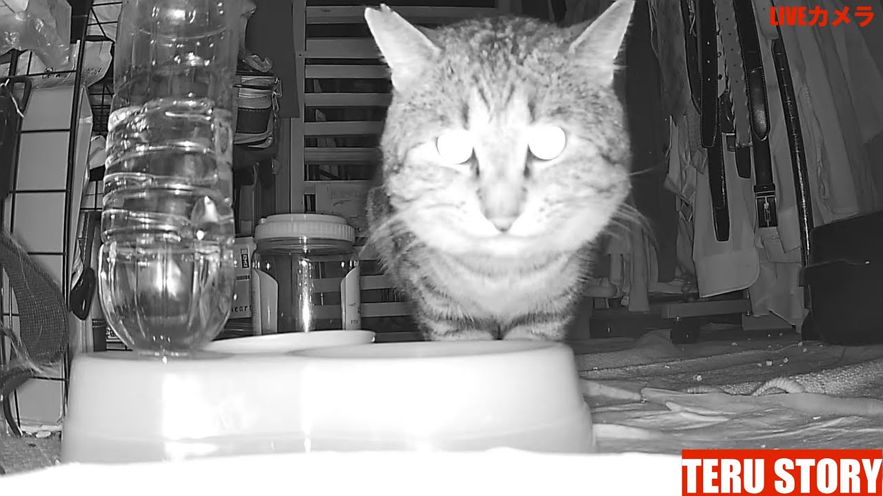 夜中に猫の声が聞こえてウロウロするジュジュとカメラでひたすら追いかけるTERUの夜更かしストーリー