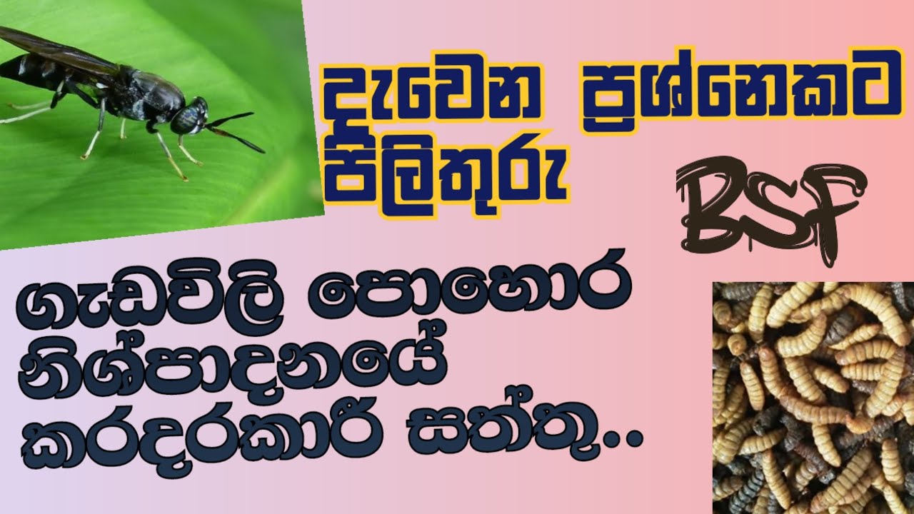 Vermicompost with BSF  , කරදර කරන සෙට් එක..