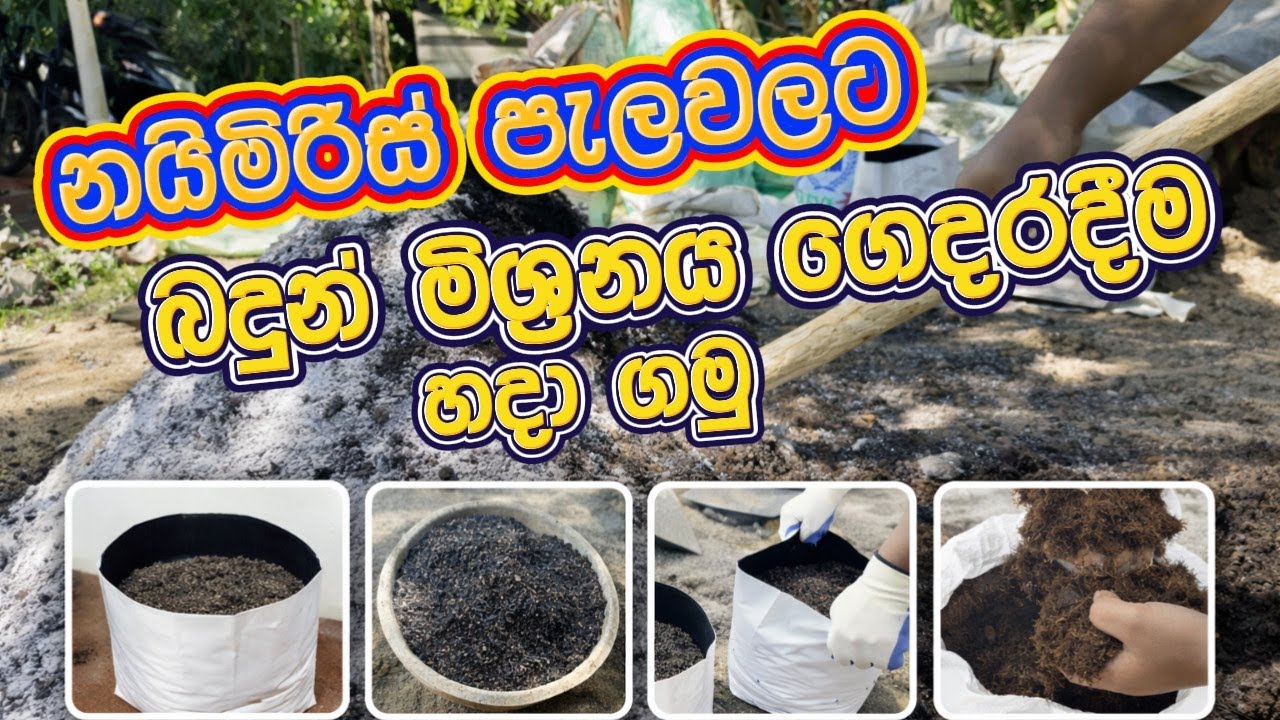 නයිමිරිස් ගස්වලට අඩු වියදමකින් බදුන් මිශ්‍රණයක් හදගමු. Naimiris Gas  Adu Wiyadamakin Budun Mix