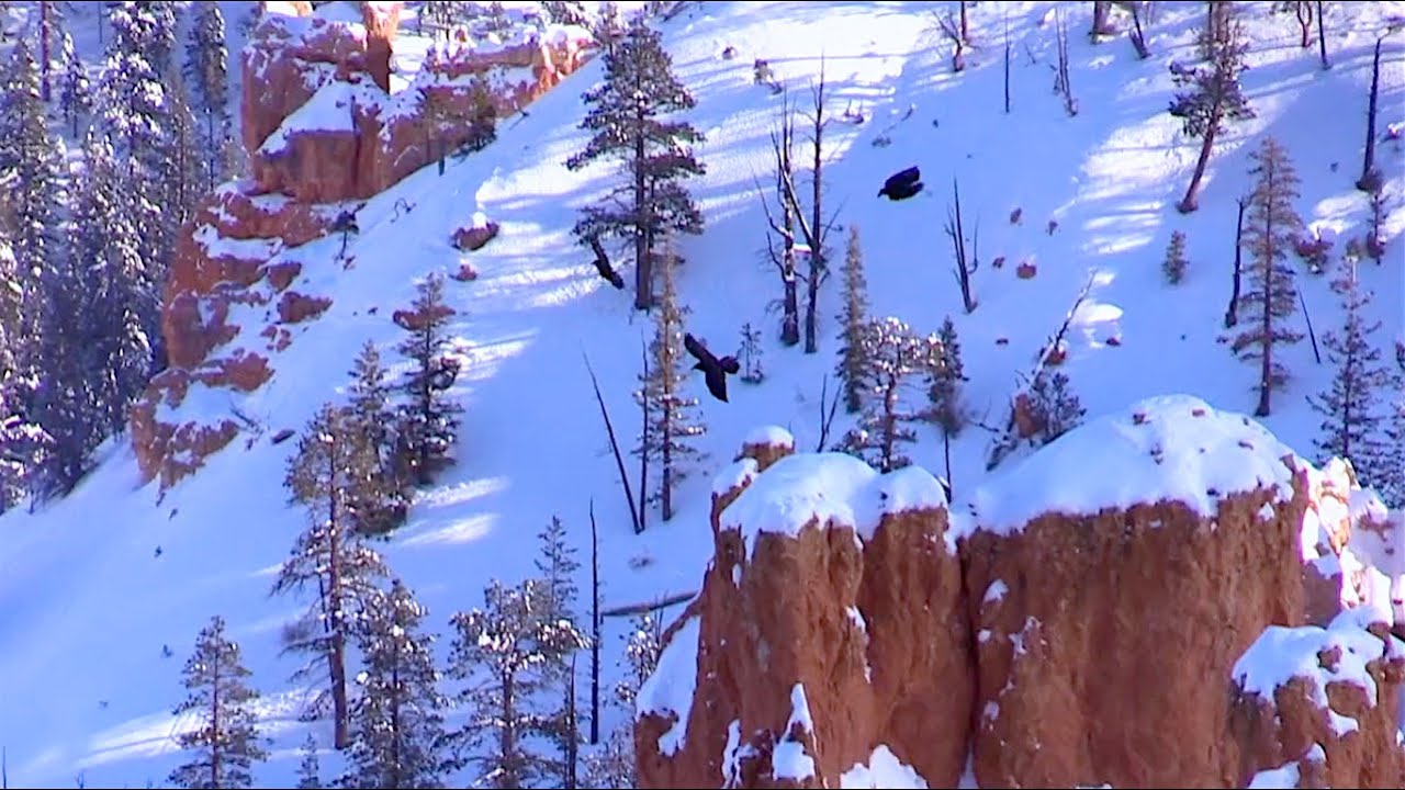 The Ravens In Winter
