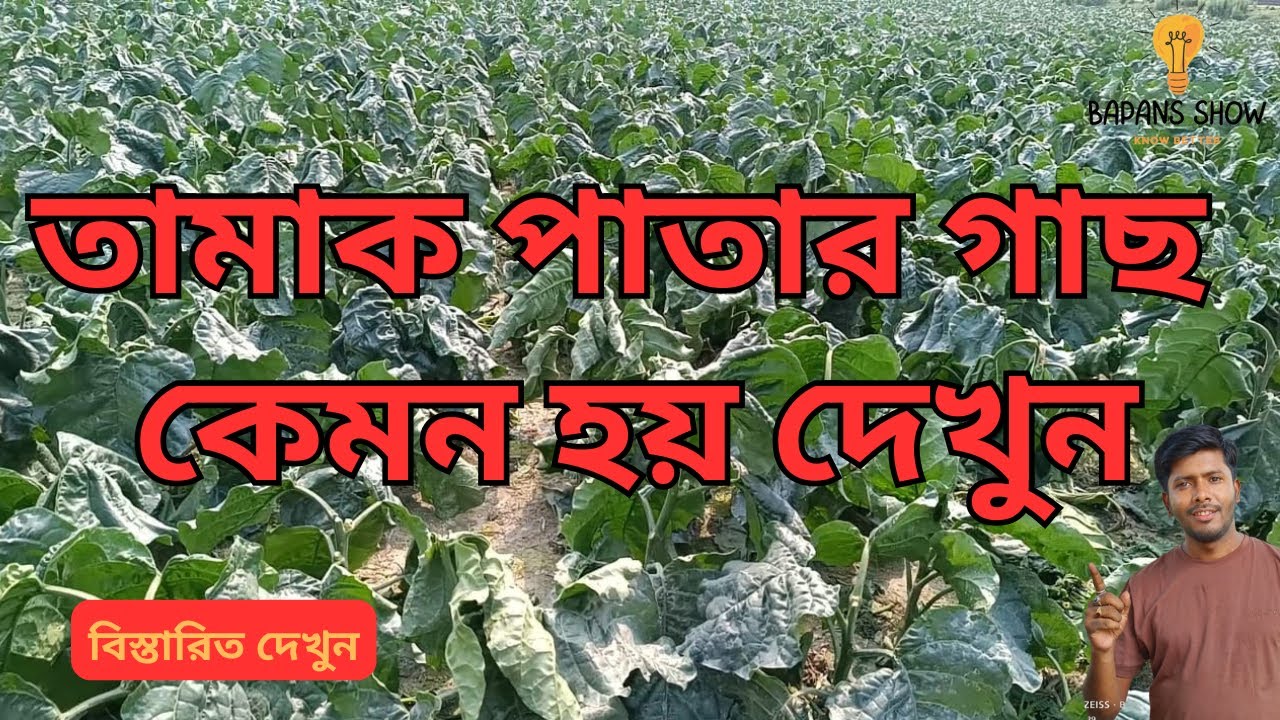 তামাক পাতার গাছ কেমন হয় দেখুন | তামাক চাষ পদ্ধতি | Tobacco Tree |Tamak pata | Bapans Show