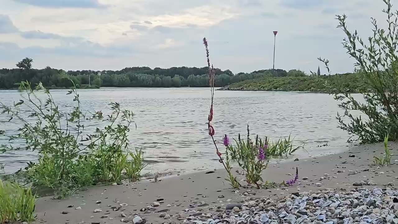 Calming Waves At The River - Ambient Sound - No People & Traffic #SlowTV