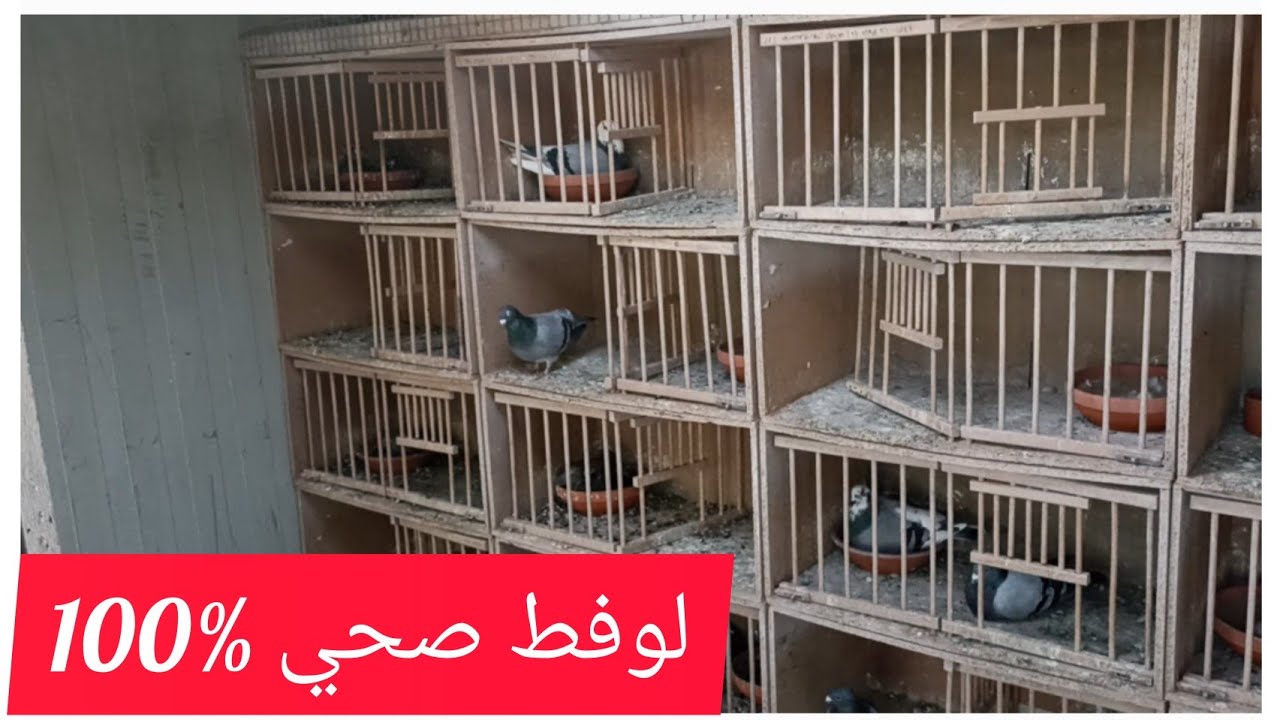 لوفط صحي للحمام الزاجل عند الأسطورة hans  الألماني  2022.