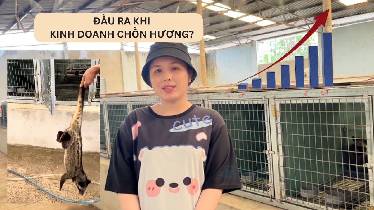 Chăn Nu&ocirc;i Chồn Hương &ndash; Đầu Ra Ở Đ&acirc;u? Bật M&iacute; C&aacute;ch B&aacute;n Gi&aacute; Cao!