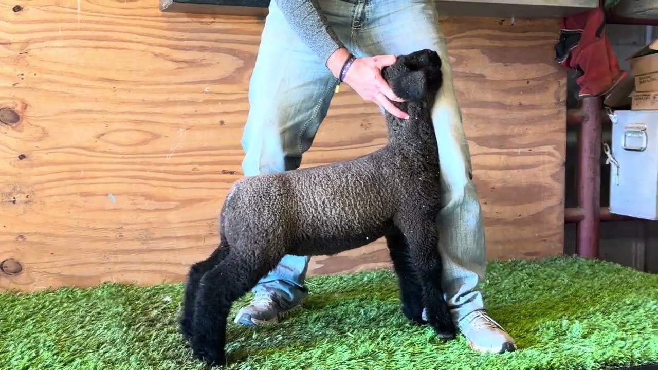 F322-Ewe