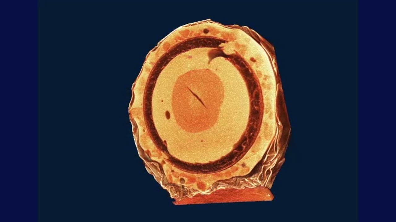 NeoScan N60 - Compact, accessible Micro-CT scanner