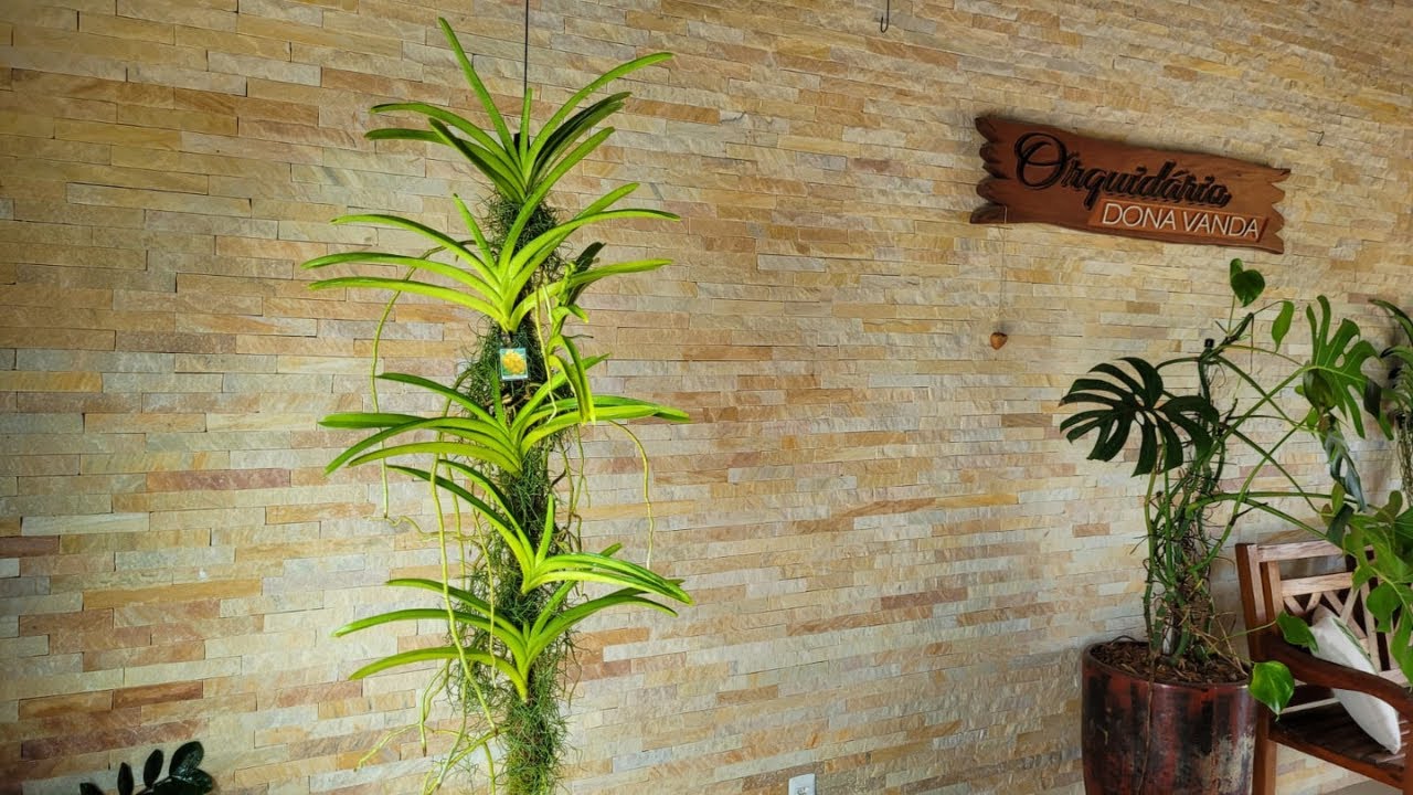 COMO SALVAR UMA VANDA