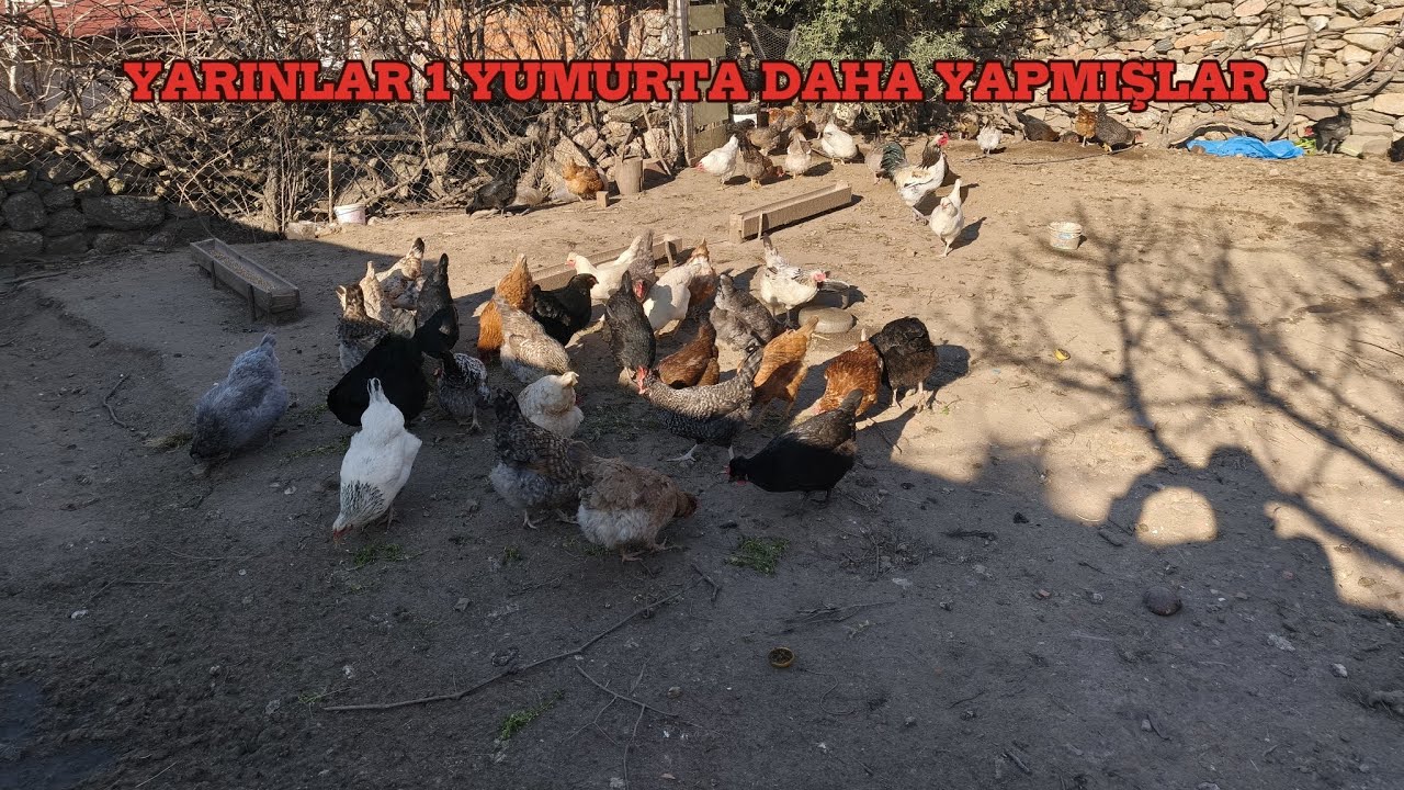 YARKALAR 1 YUMURTA DAHA YAPMIŞLAR | KÜMESİ TEMİZLEDİM