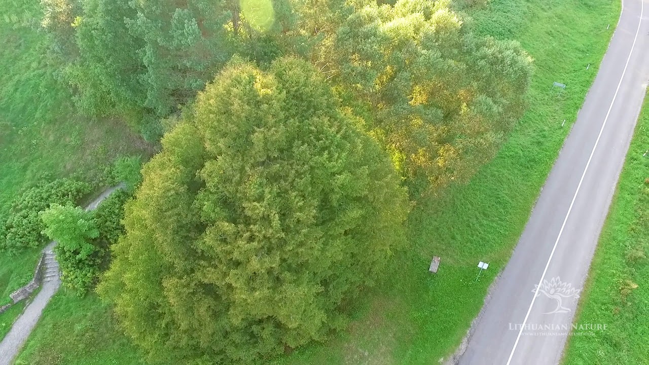Liškiavos liepa