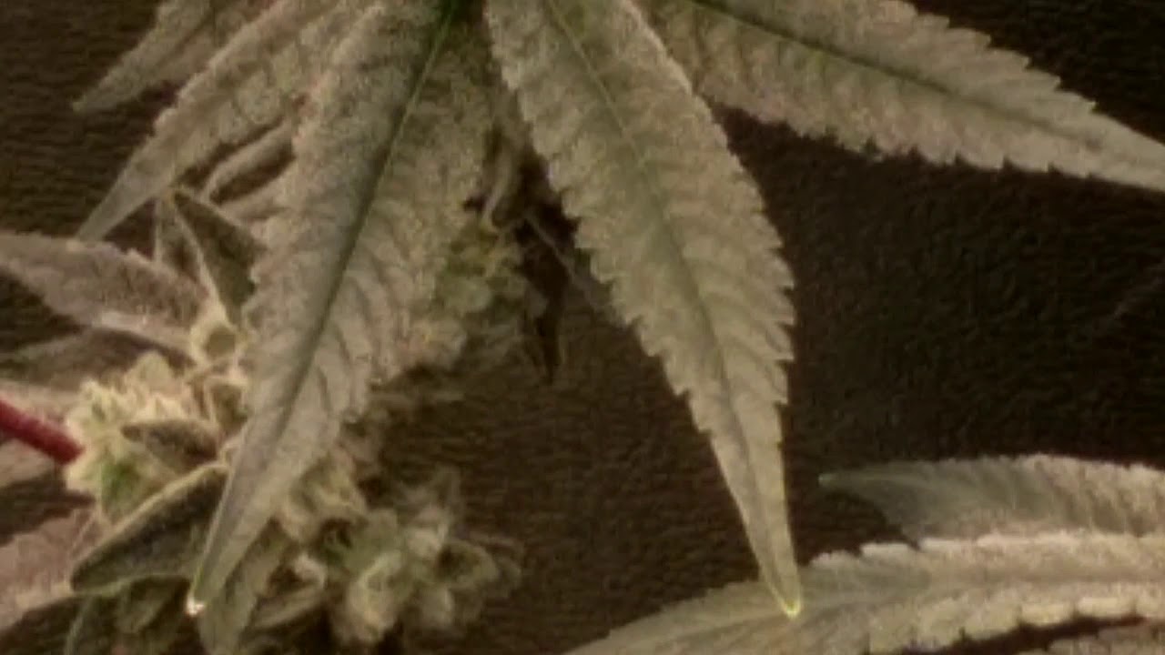 Daily Bubble - Day 45 gorilla bubble