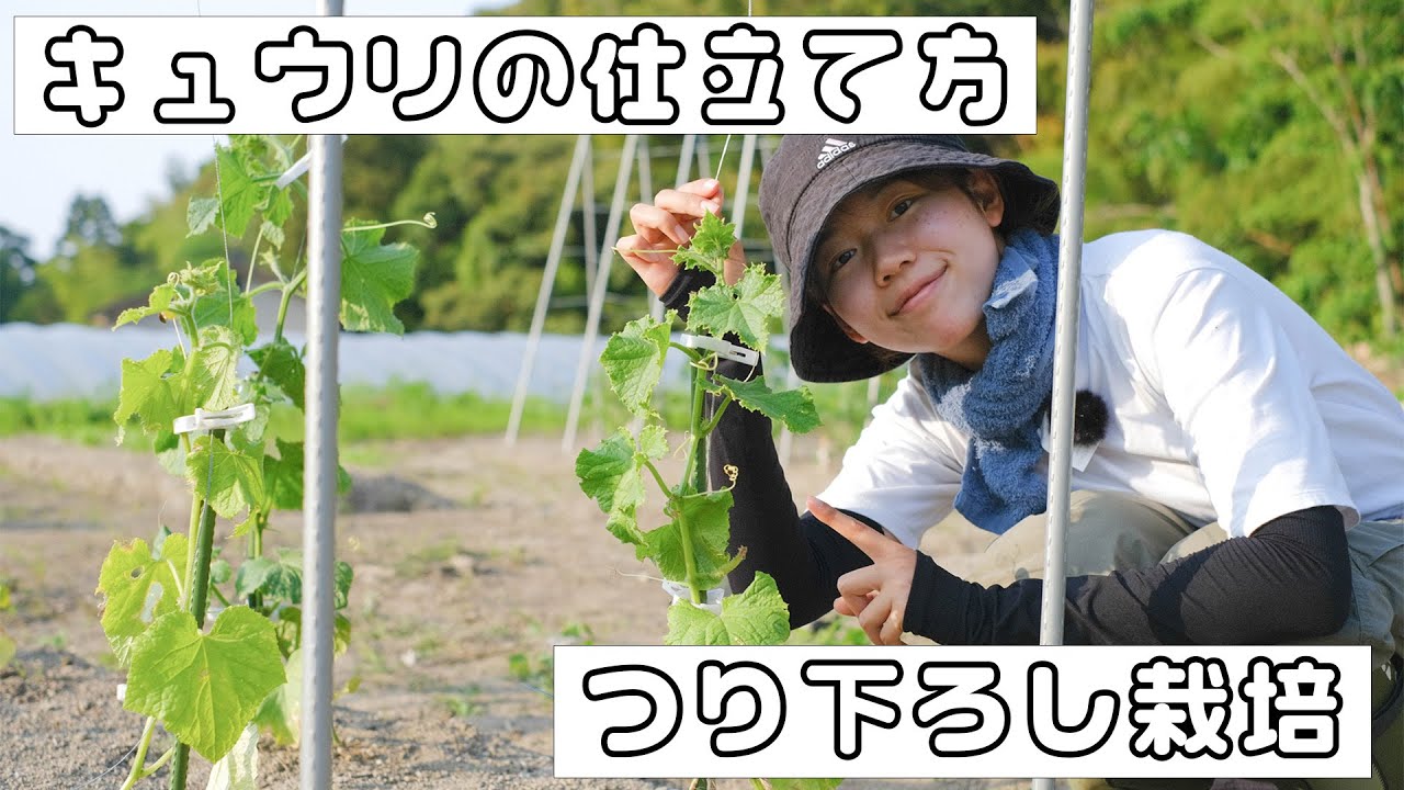 【家庭菜園】キュウリ栽培・はじめての「つるおろし」の仕立て方
