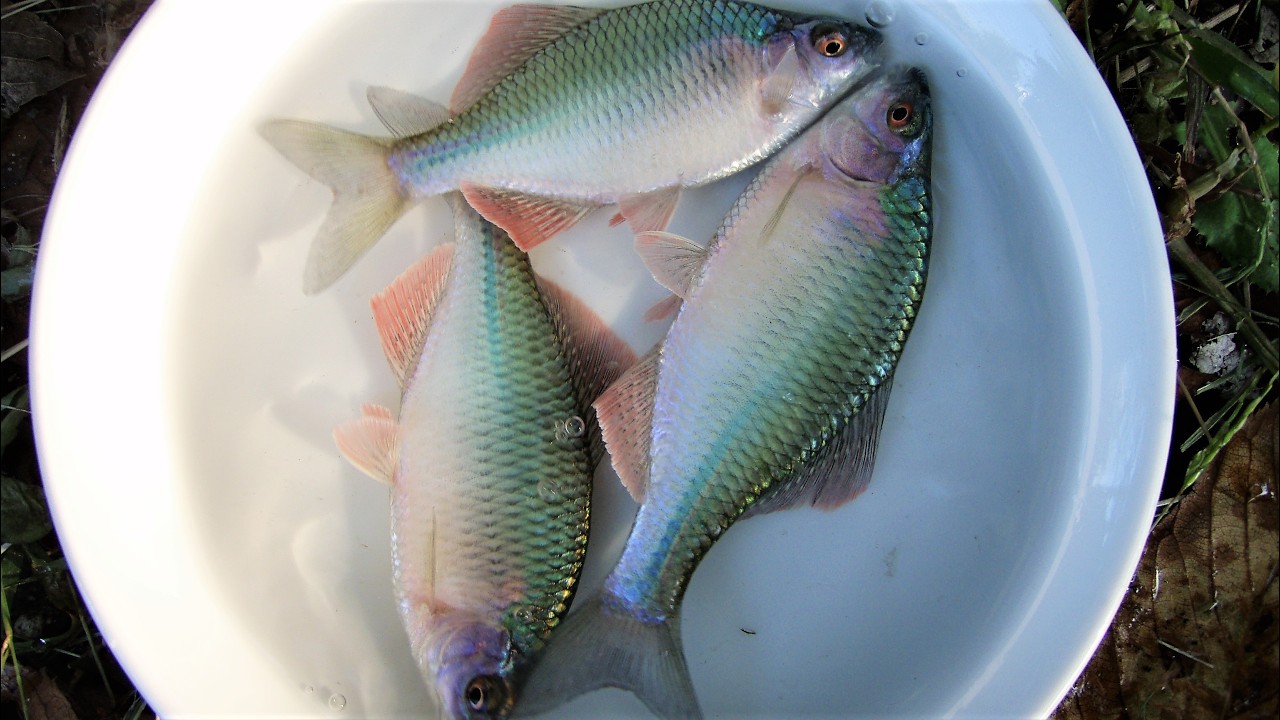 日本国内第一位！淡水魚の宝庫・淀川　晩秋のタナゴ釣り