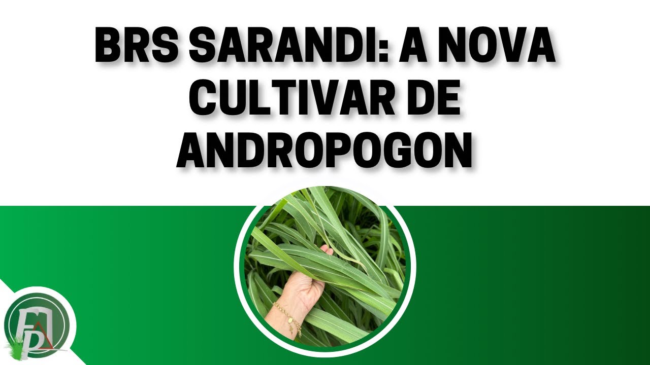 BRS SARANDI: A NOVA CULTIVAR DE ANDROPOGON