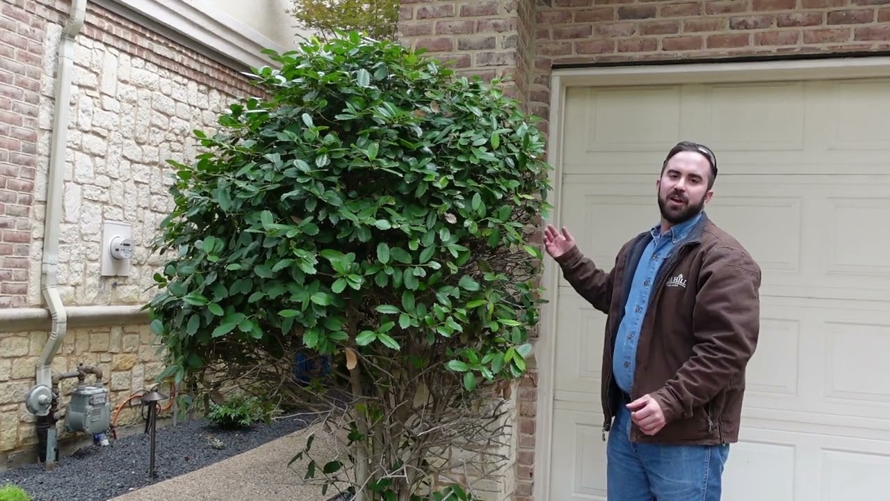 Shrub Pruning Demonstration on Holly