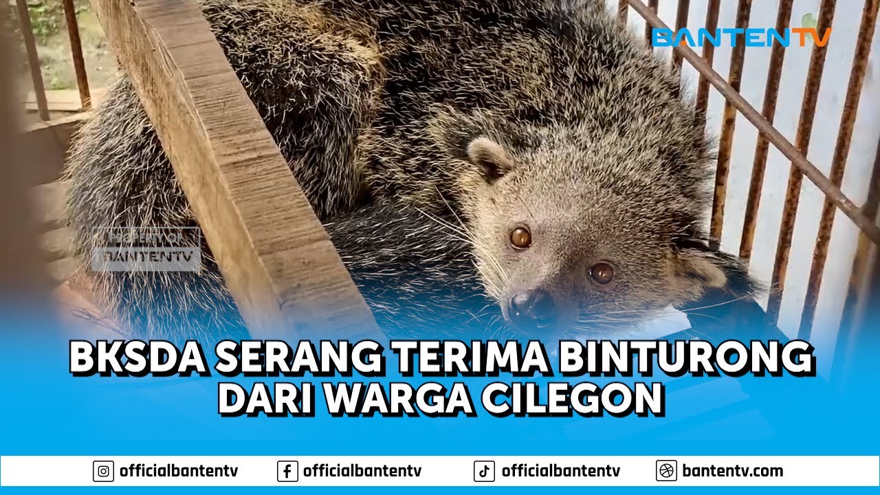 BKSDA SERANG TERIMA BINTURONG DARI WARGA CILEGON