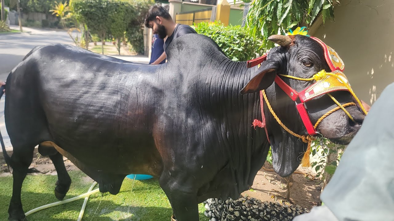 بچھڑے کو نہلایا۔