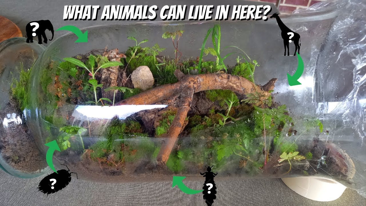 Self sustaining ecosystem update | adding animals