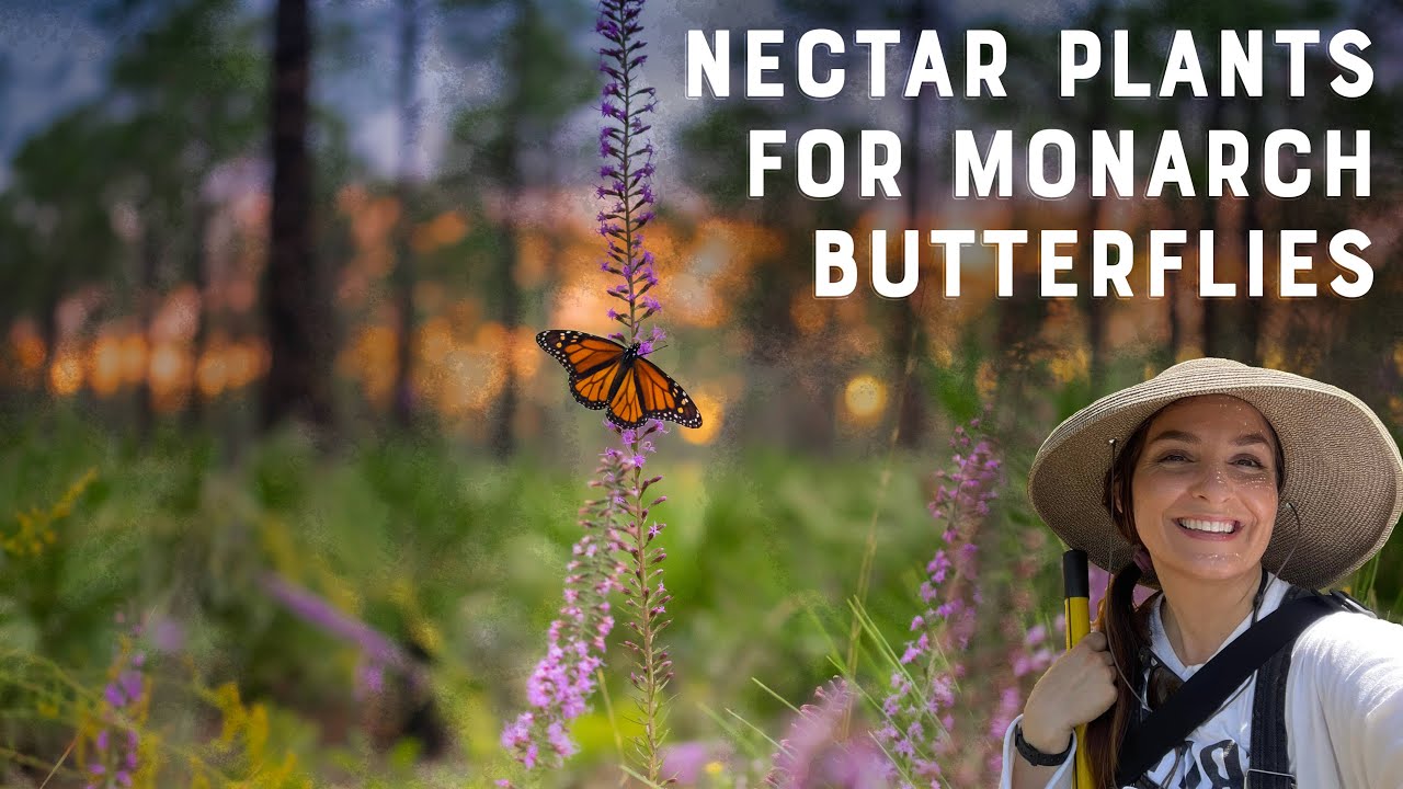 Nectar plants for monarch butterflies with Lilly Anderson-Messec