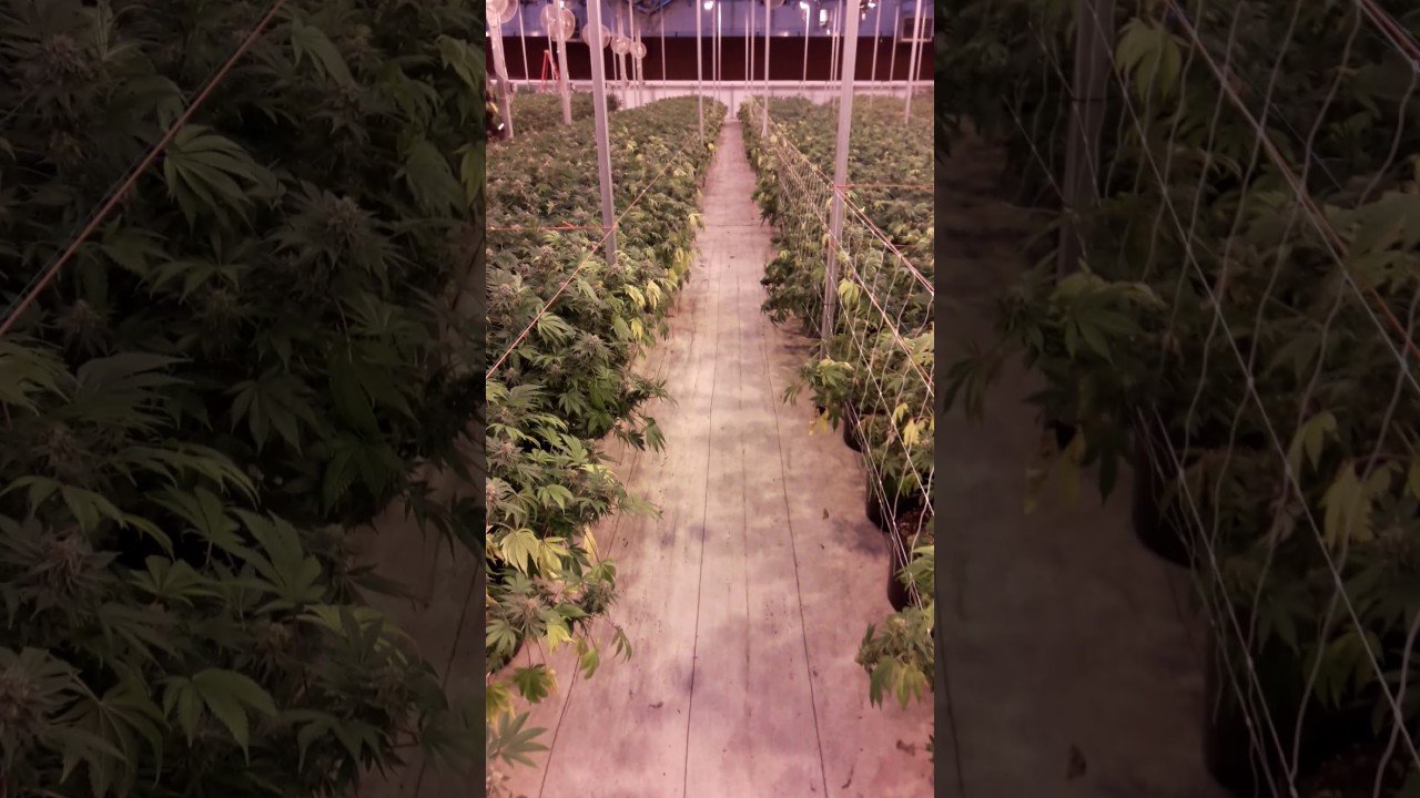 PNW Indoor Marijuana farm