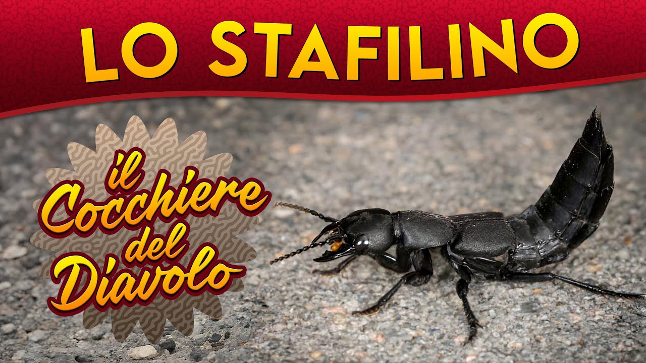 Lo Stafilino: il cocchiere del diavolo ► Puntata 233