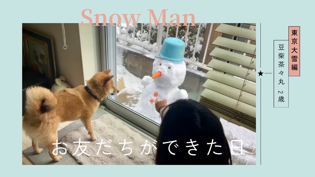 【豆柴 茶々丸 2歳】大雪の日、突然お友達ができた柴犬
