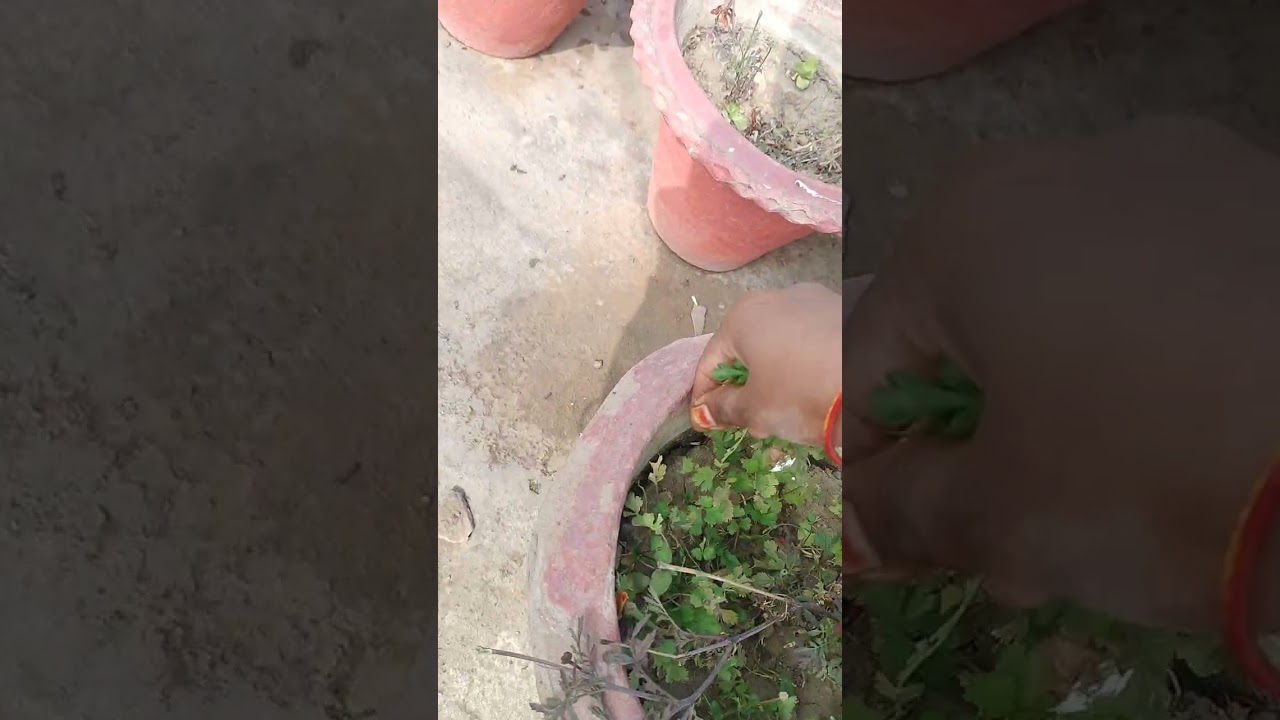 My garden 🏡🏡 tour #2