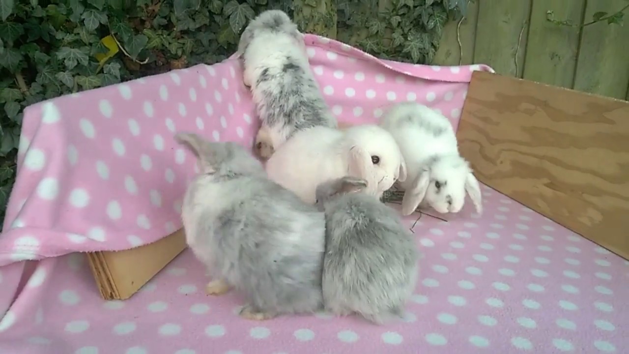 6 Week Old Baby Mini Lop Bunny Rabbits - Loving Fuss - Asha's litter 02.09.16