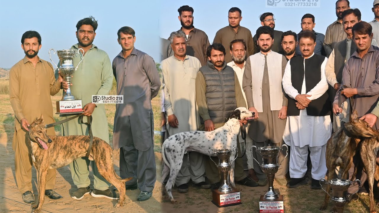 Greyhound Dori Track Race Dadhocha | Round No 5 | 17-11-2024 #dog #greyhound #spstudio