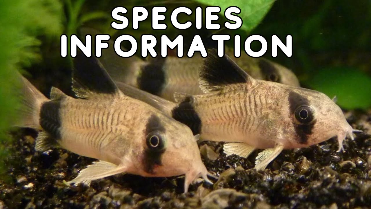 The Ultimate Panda Corydoras Care Guide