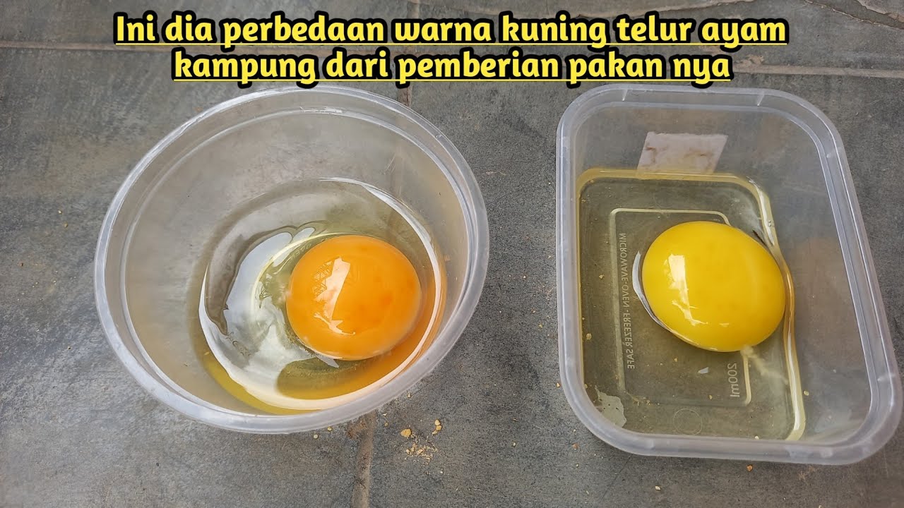 ini dia cara supaya warna kuning telur ayam lebih bagus berwarna  orange