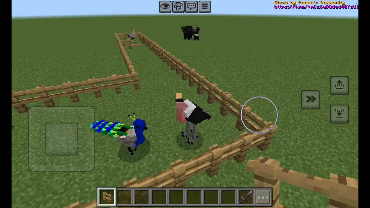 Animal race with birds