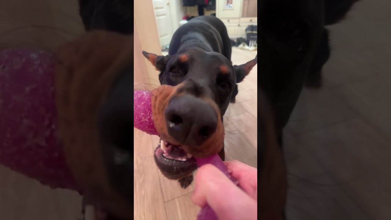 Doberman Согvette в прямом эфире!