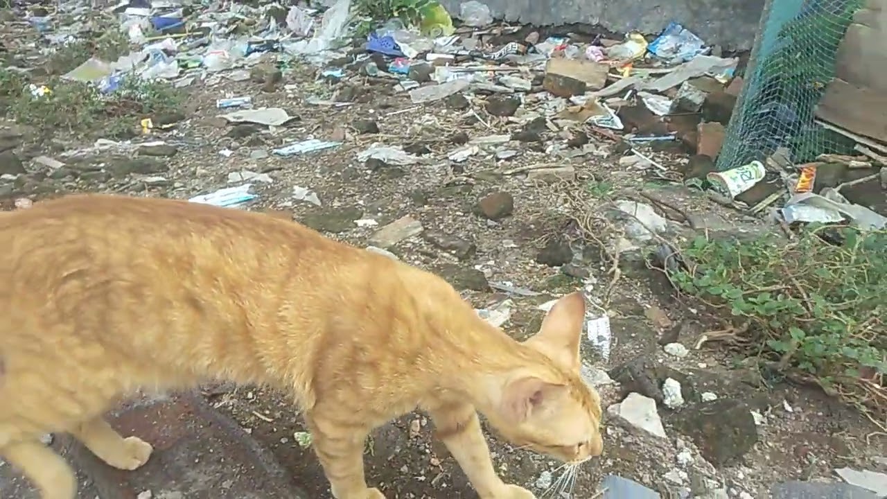 Oyen dibiarin sendiri mereka pada sibuk membuat makanan bohongan