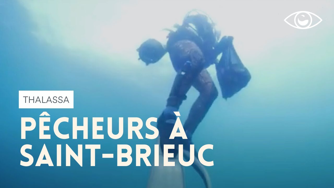 Une pêche à la coquille et aux ormeaux à Saint-Brieuc - Thalassa
