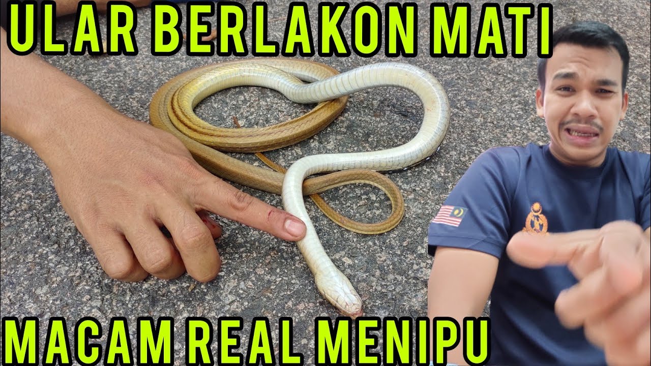 ular tipu-tipu mati