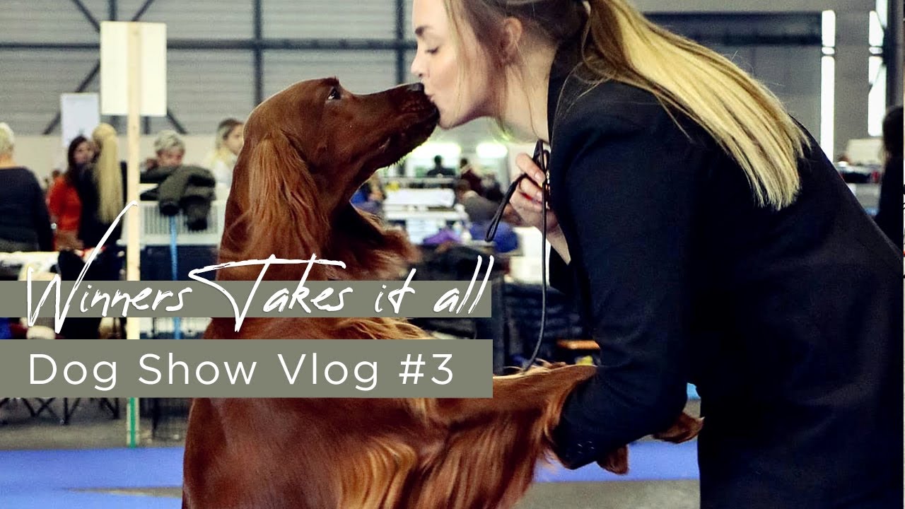 DOG SHOW VLOG #3 - Watch out SWISS!