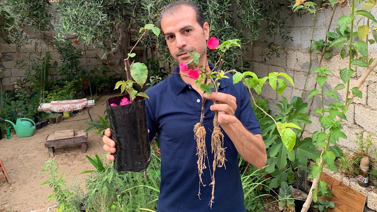 لو عاوز تزرع عقل الجهنمية المجنونة وتضمن نجاح التجذير بسرعة وبأي وقت جرب هذه الطريقة العبقرية