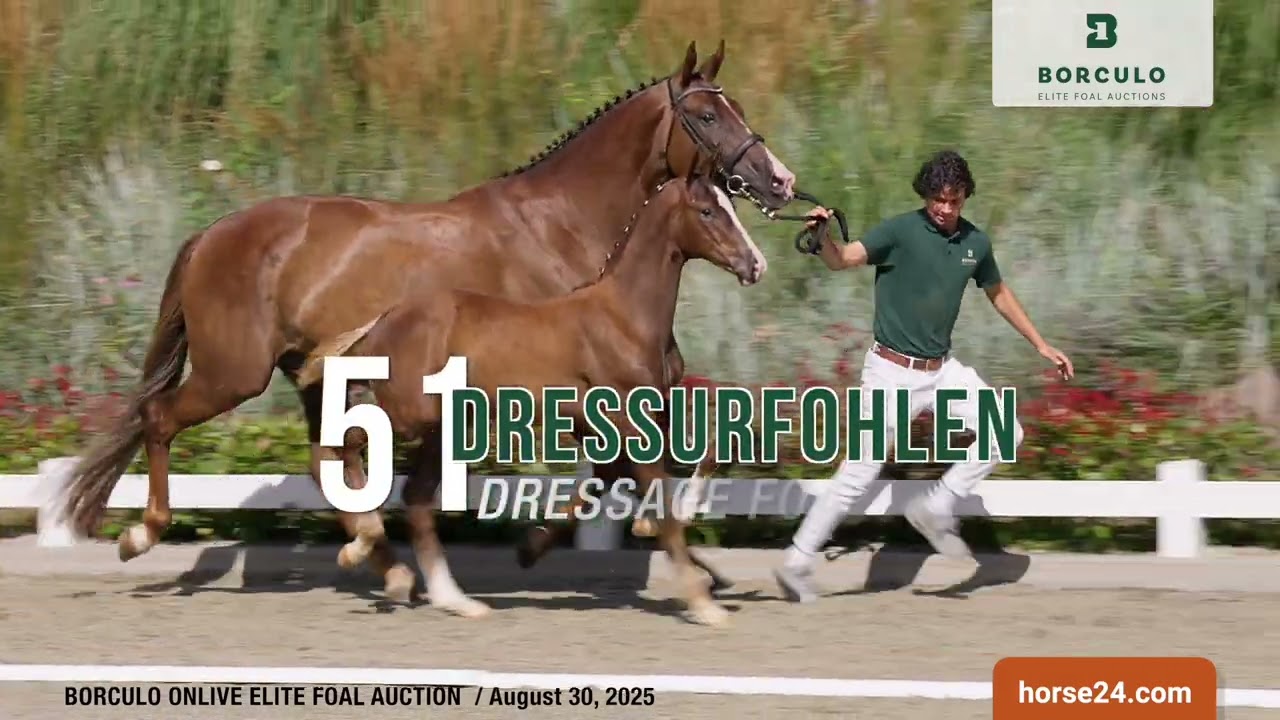 Borculo Elite Foal Auctions