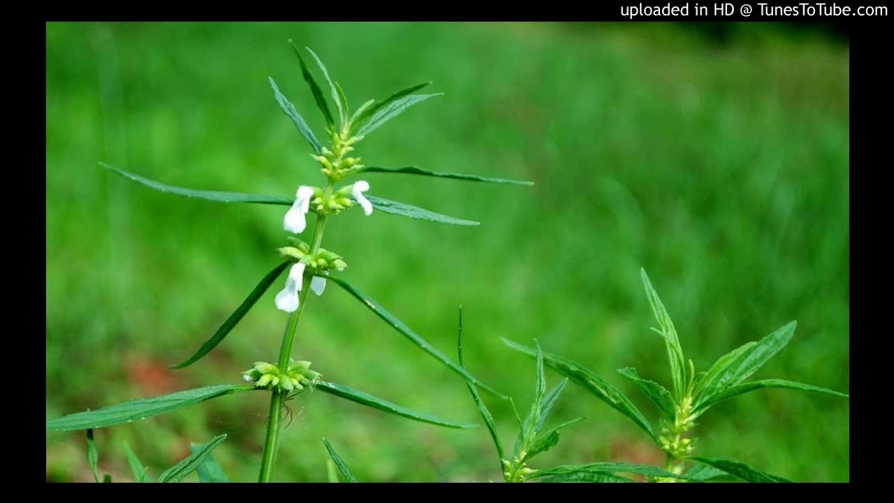 Thumbappoovil Unarnnu.. തുമ്പപ്പൂവില്‍ ഉണര്‍ന്നു....