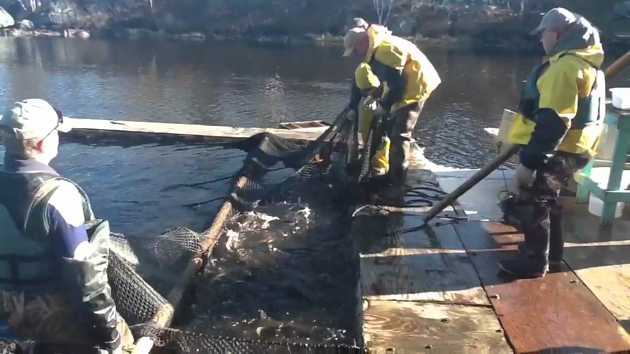 Gathering walleye eggs at the Pike River Hatchery on Lake V