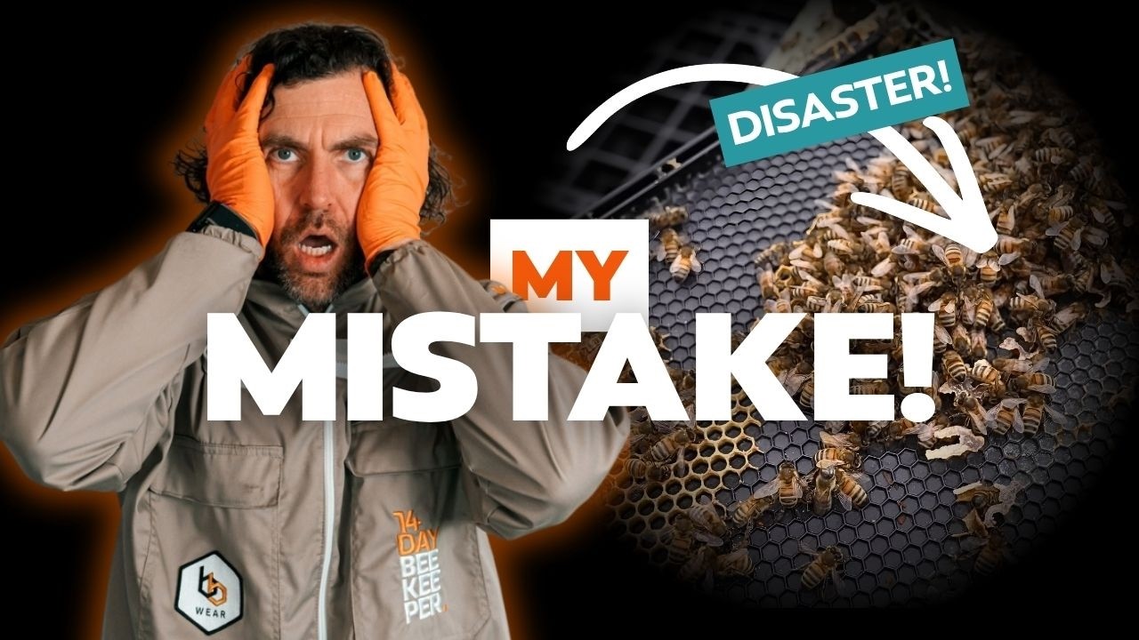 I Killed My Bees And Feel SO Guilty – Understanding Starvation On Black Plastic Frames