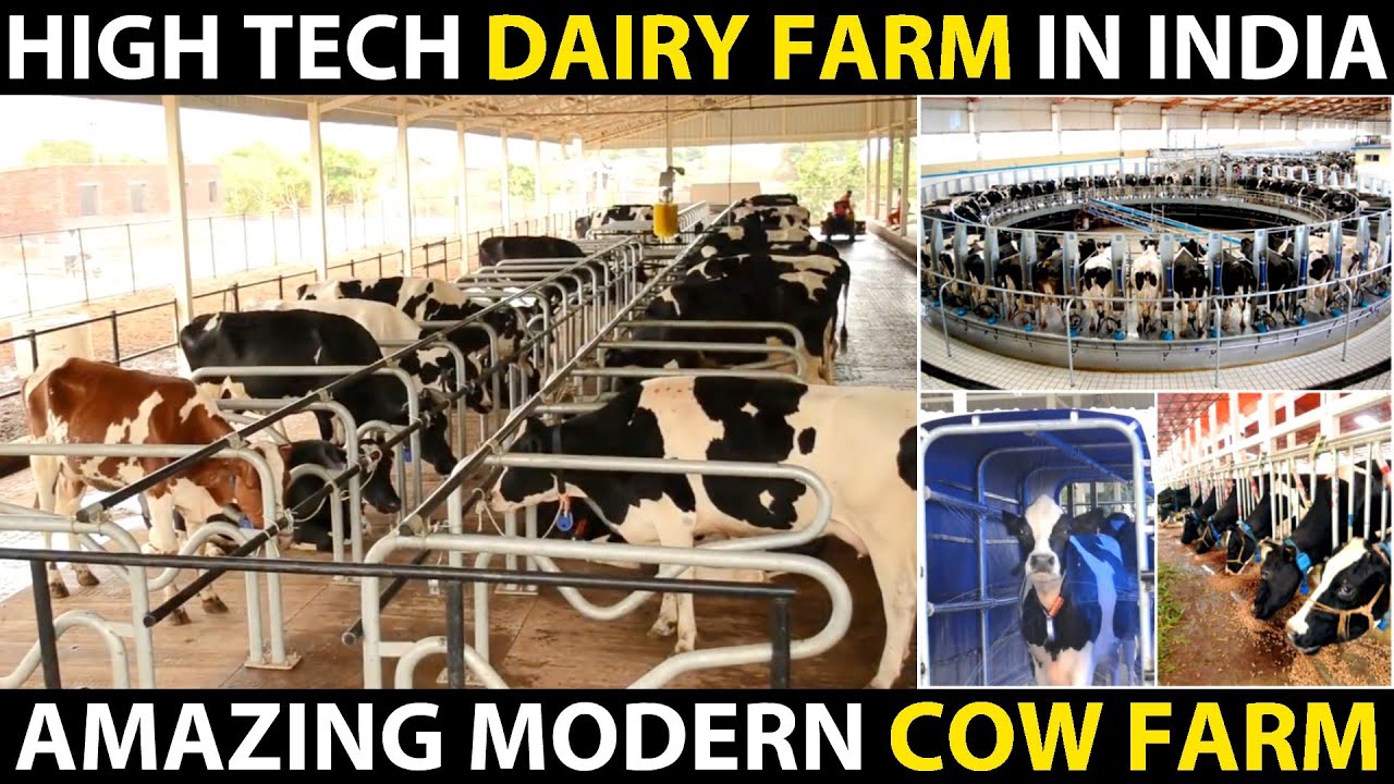 High Tech Dairy Farm in India | Fully Automated Modern Cow Farm | Amazing Cattle Farming Technology