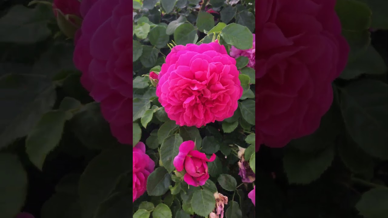 My Small Garden Tour Plant Collection - Spring/Summer 2024