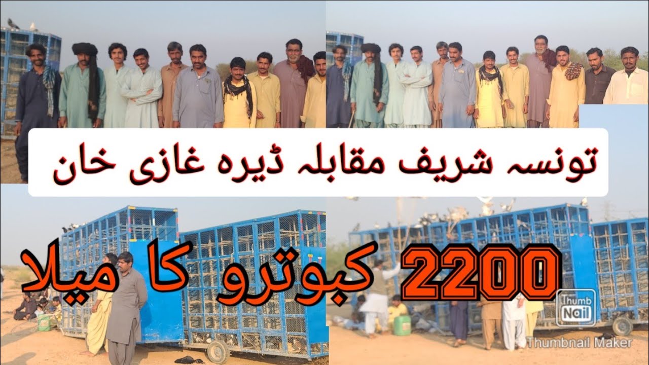 2 Day Bara Muqabla 2200 Kabotaro Ka Mela Taunsa Sharif Vs Dira Ghazi khan Punjab kabotar bazi