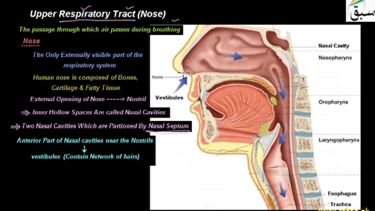 Upper Respiratory Tract (Nose), Biology Lecture | Sabaq.pk |