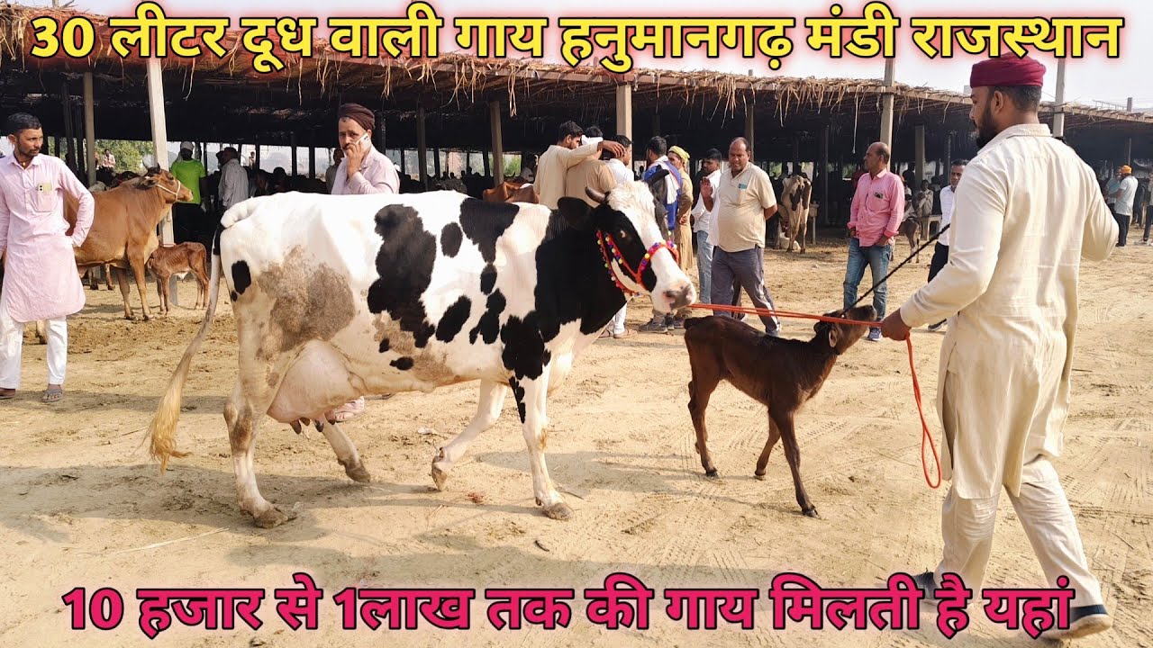 26 अक्टूबर 💥 सभी नस्ल की गाय मिलती है यहां पशु मंडी हनुमानगढ़ राजस्थान, hf गाय,साहिवाल #pandyadairy 