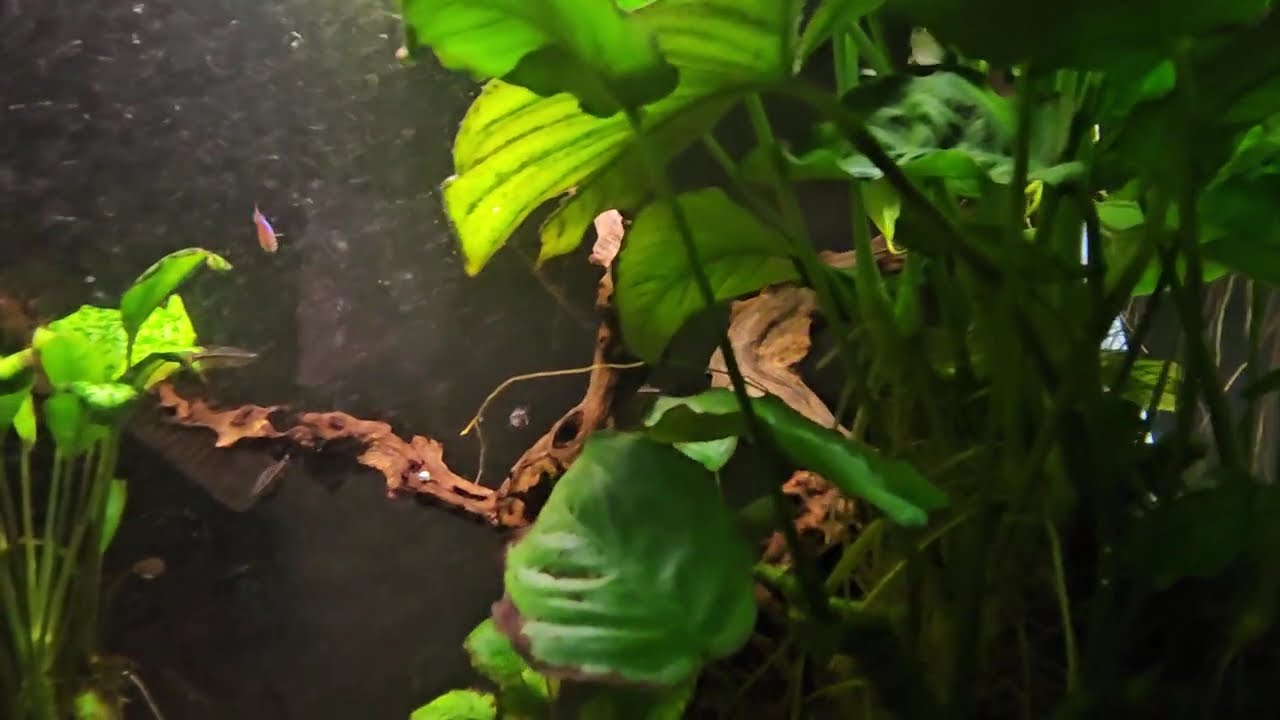 No maintenance, survival of the fittest aquarium. 
